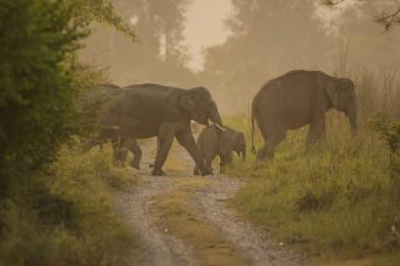 2 Days Delhi Jim Corbett Tour